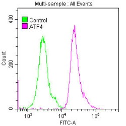 ATF4 Antibody