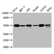 Western Blot<br/> Positive WB detected in: Hela whole cell lysate, MCF-7 whole cell lysate, 293 whole cell lysate, HepG2 whole cell lysate, Jurkat whole cell lysate, K562 whole cell lysate<br/> All lanes: ATF4 antibody at 1.6 µg/ml<br/> Secondary<br/> Goat polyclonal to rabbit IgG at 1/50000 dilution<br/> Predicted band size: 39 KDa<br/> Observed band size: 50 KDa<br/>