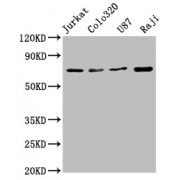 Western Blot<br/> Positive WB detected in: Jurkat whole cell lysate, Colo320 whole cell lysate, U87 whole cell lysate, Raji whole cell lysate<br/> All lanes: HSPA8 antibody at 1.72 µg/ml<br/> Secondary<br/> Goat polyclonal to rabbit IgG at 1/50000 dilution<br/> Predicted band size: 71, 54 KDa<br/> Observed band size: 71 KDa<br/>
