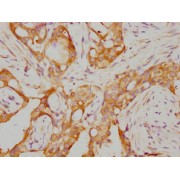 abx243102
