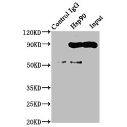 Heat Shock Protein HSP 90-Alpha (HSP90AA1) Antibody