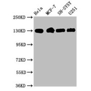 abx243110