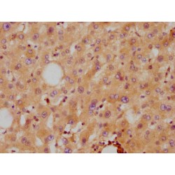 APOA2 Antibody