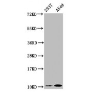 Western Blot<br/> Positive WB detected in: 293T whole cell lysate, A549 whole cell lysate<br/> All lanes: Apolipoprotein A II antibody at 0.87 µg/ml<br/> Secondary<br/> Goat polyclonal to rabbit IgG at 1/50000 dilution<br/> Predicted band size: 12 KDa<br/> Observed band size: 12 KDa<br/>