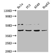 Western blot analysis of extracts of HeLa whole cell lysate, PC-3 whole cell lysate, A549 whole cell lysate and HepG2 whole cell lysate, using DUX4 Antibody (1/2000 dilution) followed by Goat Anti-Rabbit IgG (1/50000 dilution). Predicted band size: 45 kDa and Observed band size: 45 kDa.