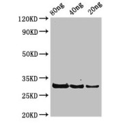 WB analysis of (1) 80 ng, (2) 40 ng, and (3) 20 ng of recombinant protein, using rplL antibody (3.25 µg/ml). Predicted band size: 30 kDa, Observed band size: 30 kDa.
