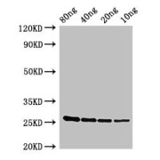 WB analysis of the recombinant protein at various concentrations, using esxA antibody (2.8 µg/ml). Predicted band size: 27 kDa and Observed band size: 27 kDa.