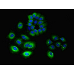 Guanine Nucleotide-Binding Protein GI/GS/GO Subunit Gamma-10 (GNG10) Antibody