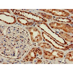 Guanine Nucleotide-Binding Protein GI/GS/GO Subunit Gamma-10 (GNG10) Antibody