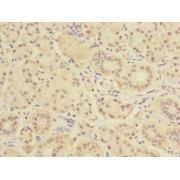 Immunohistochemistry analysis of paraffin-embedded human pancreatic tissue using DEXI Antibody at a dilution of 1/100.
