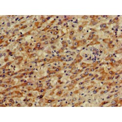 Protein Kinase cAMP-Activated Catalytic Subunit Gamma (PRKACG) Antibody