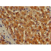 Immunohistochemistry analysis of paraffin-embedded human liver tissue using ISCA1 Antibody at a dilution of 1/100.
