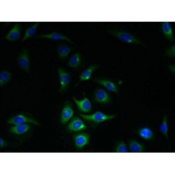 Dyslexia-Associated Protein KIAA0319-Like Protein (KIAA0319L) Antibody