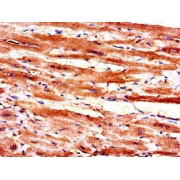 Immunohistochemistry analysis of paraffin-embedded Human heart tissue using Myelin And Lymphocyte Protein Antibody (1/100 dilution).