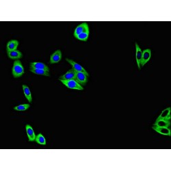 Transmembrane 4 L6 Family Member 20 (TM4SF20) Antibody