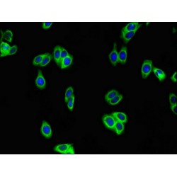 WAP Four-Disulfide Core Domain Protein 8 (WFDC8) Antibody