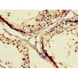 WAP Four-Disulfide Core Domain Protein 8 (WFDC8) Antibody