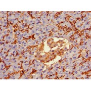 IHC-P analysis of human pancreatic tissue, using AQP1 antibody (1/100 dilution).