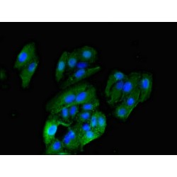 Histamine Receptor H1 (HRH1) Antibody