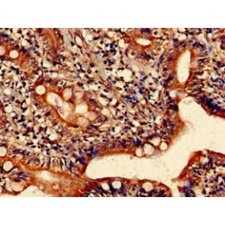 Histamine Receptor H1 (HRH1) Antibody