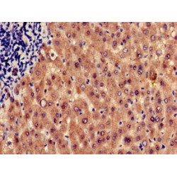 Histamine Receptor H1 (HRH1) Antibody