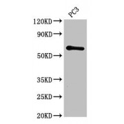 WB analysis of PC-3 whole cell lysates, using HRH1 antibody (2.8 µg/ml). Predicted band size: 56 kDa, Observed band size: 56 kDa.