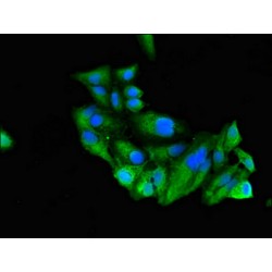 Runt Related Transcription Factor 3 (RUNX3) Antibody