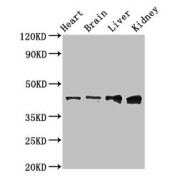 Western blot analysis of Rat heart, Mouse brain, Mouse liver, Mouse kidney tissue using RUNX3 antibody (3 µg/ml)