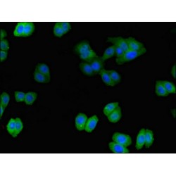 Intersectin 2 (ITSN2) Antibody