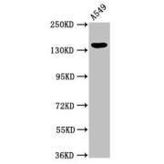 WB analysis of A549 cell lysates, using PLIN4 antibody (2.7 µg/ml) and goat anti-rabbit IgG secondary antibody (1/50000 dilution). Predicted band size: 135, 141 kDa. Observed band size: 135 kDa.