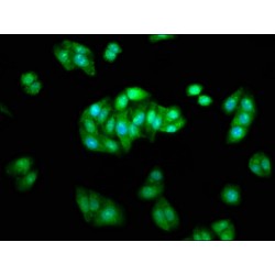 Arrestin Beta 1 (ARRB1) Antibody