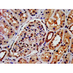 Arrestin Beta 1 (ARRB1) Antibody