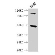 WB analysis of K562 whole cell lysates, using ARBB1 antibody (4.6 µg/ml).