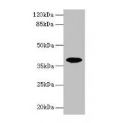 WB analysis of HL60 whole cell lysates, using FPR2 antibody (8 µg/ml). Calculated MW: 39 kDa, Observed MW: 39 kDa.