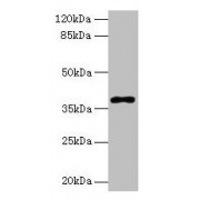 Western blot analysis of COLO320 whole cell lysate using Polymerase DNA Directed Beta Antibody (8 µg/ml) and Goat Anti-Rabbit IgG (1/10000 dilution). <p></p>Calculated MW: 39 kDa<p></p>Observed MW: 39 kDa.