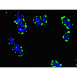 Transmembrane Protein 95 (TMEM95) Antibody