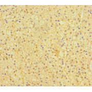 Immunohistochemistry analysis of paraffin-embedded Human adrenal gland tissue using Krueppel-Like Factor 14 (SP6) Antibody (1/100 dilution).