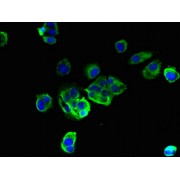 Immunofluorescent analysis of MCF-7 cells using TMEM256 Antibody at a dilution of 1/100 and AF488-conjugated Goat Anti-Rabbit IgG (H+L).