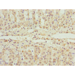 FAD Synthase (FLAD1) Antibody