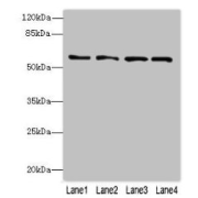 WB analysis of K562 (1), HepG2 (2), MDA-MB-231 (3), HeLa (4) cell lysates using FLAD1 antibody (4 µg/ml) and Goat anti-Rabbit IgG antibody (1/10000 dilution). Calculated MW: 33 kDa, 37 kDa, 50 kDa, 55 kDa, 66 kDa. Observed MW: 66 kDa.