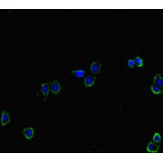 IF analysis of HepG2 cells, using HAS2 Antibody (1/100 dilution) and AF488-conjugated Goat anti-Rabbit IgG (H+L) Antibody.