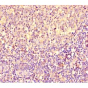 Immunohistochemistry analysis of paraffin-embedded Human tonsil tissue, using Glycerol-3-Phosphate Phosphatase Antibody (1/100 dilution).