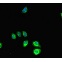 SLIT-ROBO Rho GTPase-Activating Protein 2C (SRGAP2C) Antibody