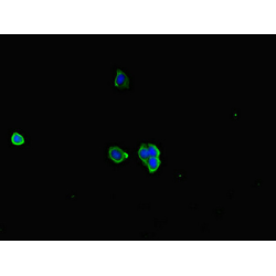 RAB6A-GEF Complex Partner Protein 1 (RIC1) Antibody