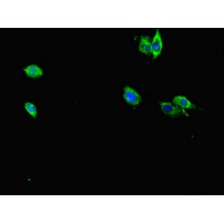 RAB12, Member RAS Oncogene Family (RAB12) Antibody