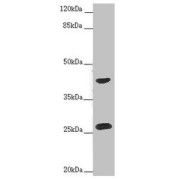 WB analysis of HeLa whole cell lysates, using RAB12 antibody (2 µg/ml). Predicted band size: 27 kDa. Observed band size: 27, 42 kDa.