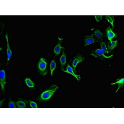 Partitioning Defective 6 Homolog Gamma (PARD6G) Antibody