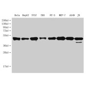 Western blot analysis of PARD6G expression in HeLa, HepG2, SY5Y, 293, PC-3, MCF-7, A549 and JK cell lysates using abx317962 (1/1000 dilution).<br>Calculated MW: 13 kDa, 41 kDa <br> Observed MW: 41 kDa