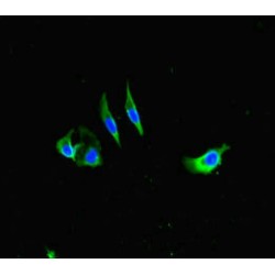 Fc Fragment of IgE, High Affinity I, Receptor (FCER1A) Antibody