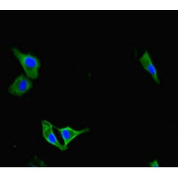 Pregnancy-Associated Glycoprotein 1 (PAG1) Antibody